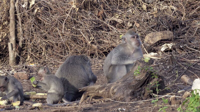 Krab-eet macaque, Macaca-fascicularis, als macaque met lange staart, Sangeh-Aap Forest Bali ook wordt bekend dat