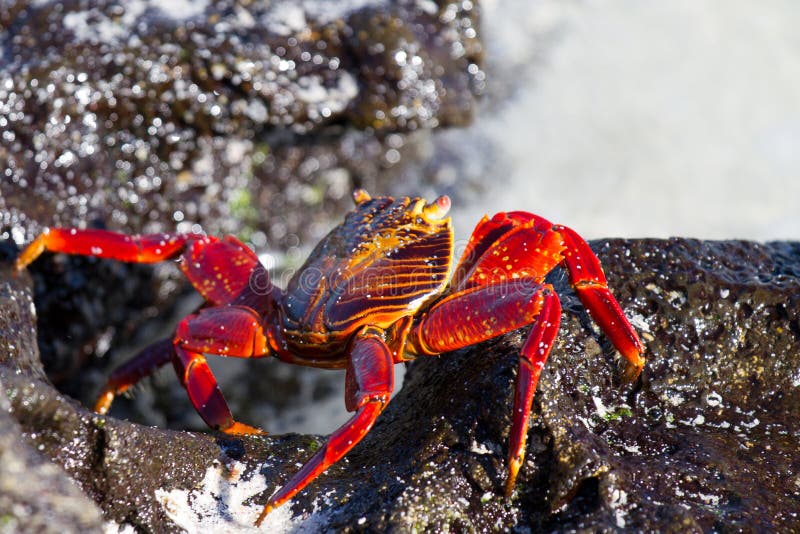 Crab on lava rocks in Galapagos Islands. Crab on lava rocks in Galapagos Islands