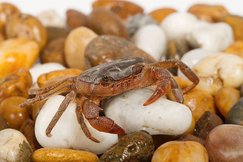 Krab na skale obrazy stock
