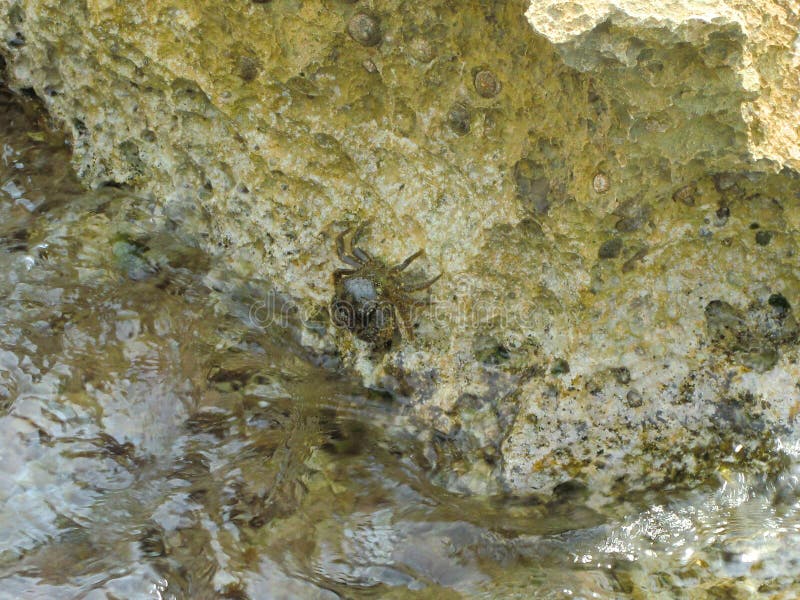 Krab na skałach morzem obrazy royalty free Krab na skałach morzem obrazy royalty free