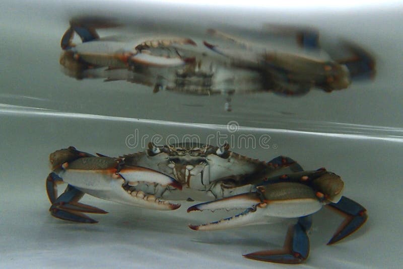 Kraba niebieska callinectes sapidus pod wodą. Niebieski kraba callinectes sapidus pod wodą czekający na zdjęcie