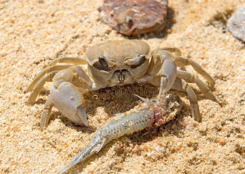 Krabban äter en fisk arkivfoto Krabban äter en fisk arkivfoto