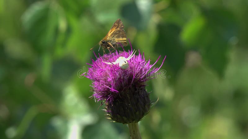 Krabbaspindel /Misumena vatia/som försöker att anfalla malen på tistelblomman