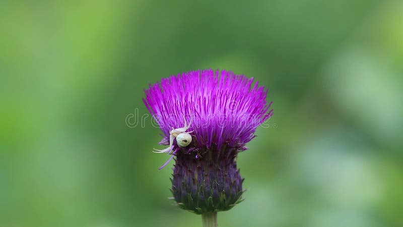 Krabbaspindeln som /Misumena vatia/fördelade hans, tafsar i hota poserar på tistelblomman