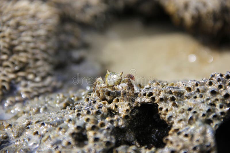 Krabbe auf den Felsen eines Strandes lizenzfreie stockbilder Krabbe auf den Felsen eines Strandes lizenzfreie stockbilder
