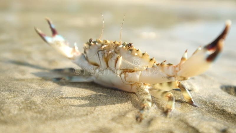 Krabbe am tropischen Ozeanstrand