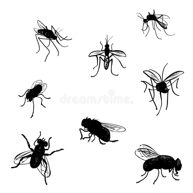 Krabbelvliegen en muggen. vector illustratie Krabbelvliegen en muggen. vector illustratie