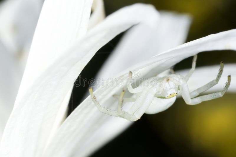 Krabbenspinne Misumena-vatia lizenzfreies stockbild Krabbenspinne Misumena-vatia lizenzfreies stockbild