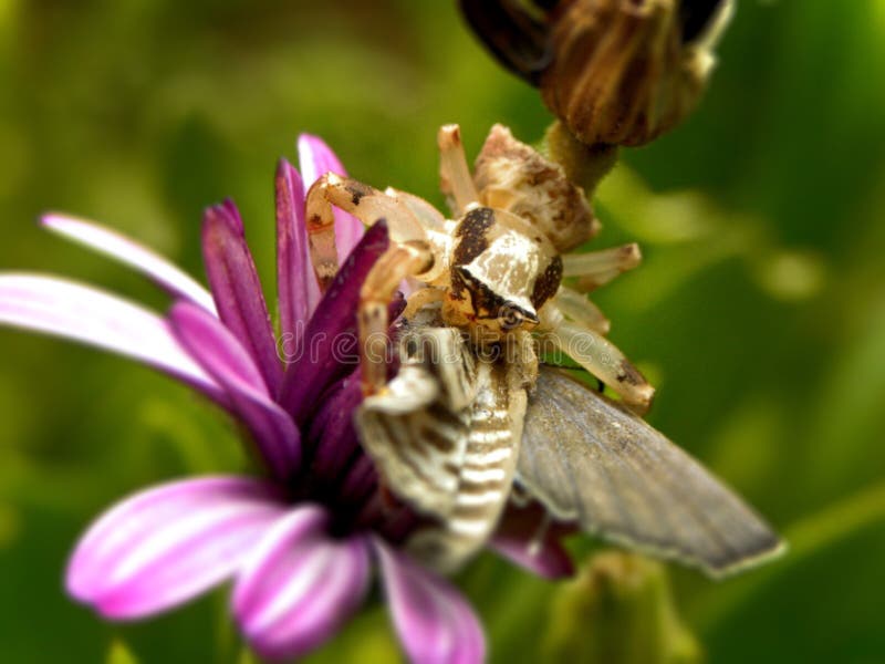 Krabbenspinne und Opfer lizenzfreie stockfotografie Krabbenspinne und Opfer lizenzfreie stockfotografie