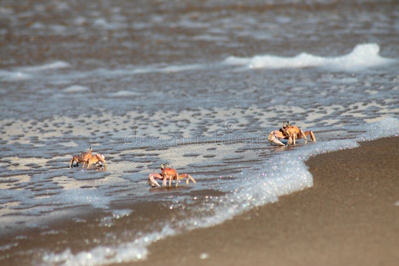 kraby na wybrzeżu