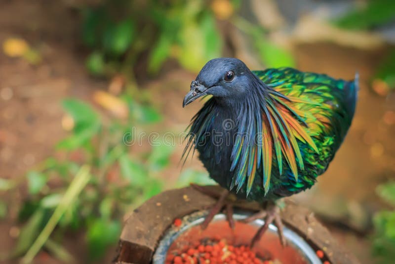 Kragentaube (Caloenas-nicobarica) sondern aus stockfotos Kragentaube (Caloenas-nicobarica) sondern aus stockfotos