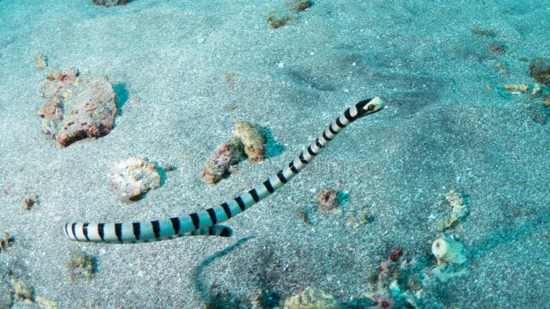 Krait-marinho-de-lábios-amarelos imagens de stock royalty free