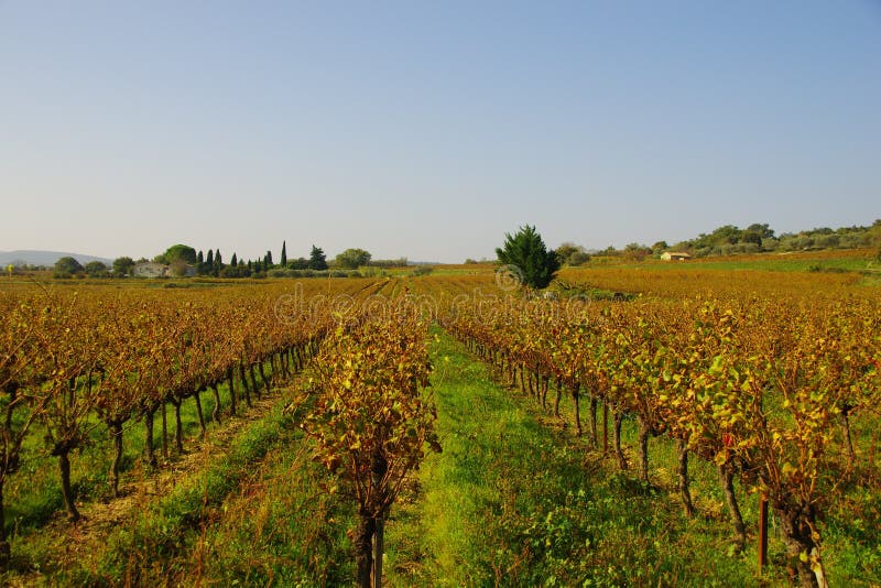 Krajobraz Ardèche w Francja, swój winogrady, swój niebieskie niebo, swój kolory jesień obrazy stock Krajobraz Ardèche w Francja, swój winogrady, swój niebieskie niebo, swój kolory jesień obrazy stock
