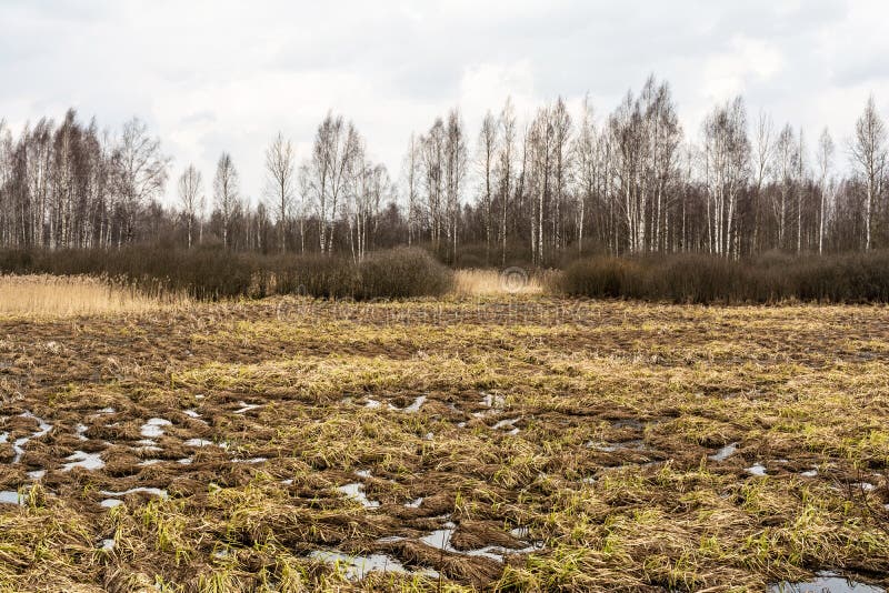 Krajobraz grąz z liścia nagi drzewny sylwetkowym przeciw chmurnemu niebieskiemu niebu Nieżywe bagno trawy, woda z odbiciem & fotografia stock Krajobraz grąz z liścia nagi drzewny sylwetkowym przeciw chmurnemu niebieskiemu niebu Nieżywe bagno trawy, woda z odbiciem & fotografia stock