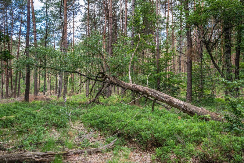 Krajobraz leśny letni z drzewami liściastymi, głównie dębowymi dębowymi dębowymi obrazy stock