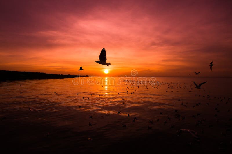 Wonderful of silhouette to flying birds at sunset, Landscape of sea at sunrise. Wonderful of silhouette to flying birds at sunset, Landscape of sea at sunrise