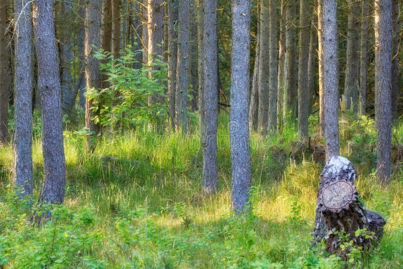 Krajobraz pni drzew sosnowych w lesie z porośniętą trawą. wiele prostych, cienkich drzew i kikuta na pilocie zdjęcie stock