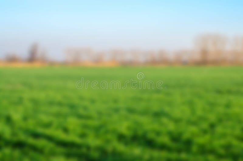 Krajobraz, pole z zieloną trawą i niebieskie niebo, zamazany tło dla projekta zdjęcie royalty free