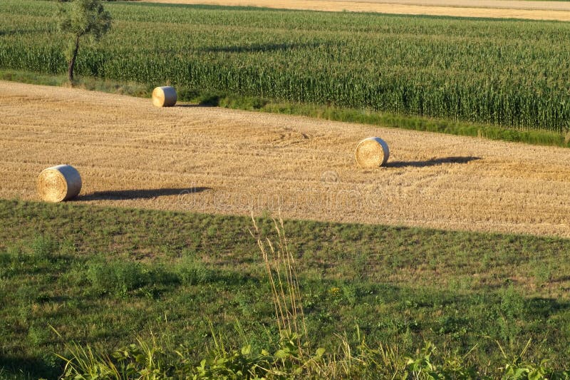 Krajobraz w Po rzeki wsi. Pola w włoskiej wsi, bele furażują