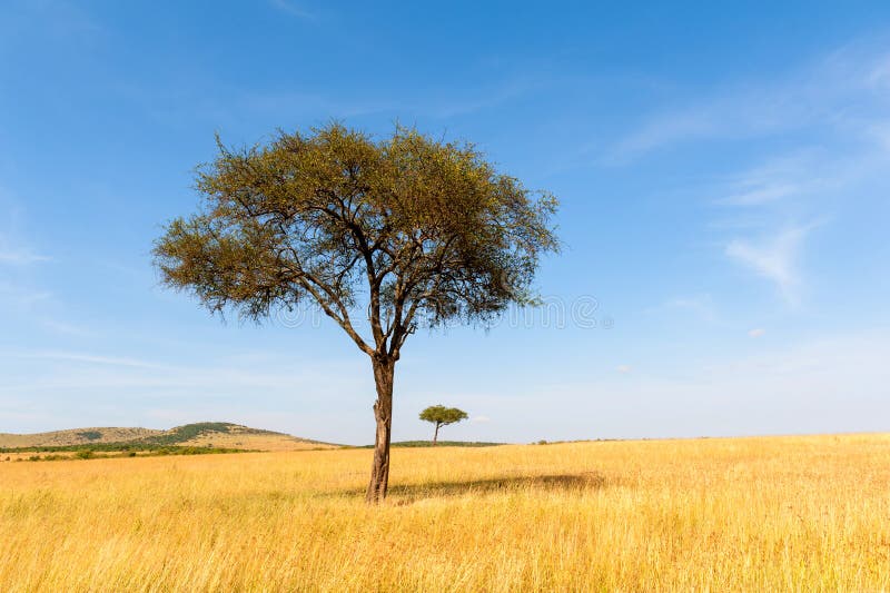Krajobraz z nikt drzewnym w Afryka