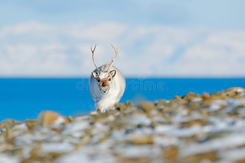 Krajobraz z reniferem Zima Svalbard Dziki renifer, Rangifer tarandus z masywnymi poroże w śniegu, Svalbard, Norwegia Svalba zdjęcia stock Krajobraz z reniferem Zima Svalbard Dziki renifer, Rangifer tarandus z masywnymi poroże w śniegu, Svalbard, Norwegia Svalba zdjęcia stock