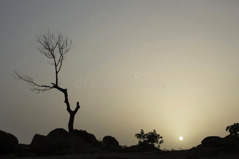Krajobraz z wysuszonym drzewem podczas zmierzchu, maharashtra, India zdjęcia stock Krajobraz z wysuszonym drzewem podczas zmierzchu, maharashtra, India zdjęcia stock