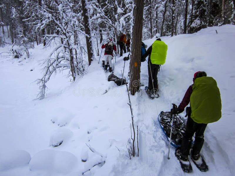 Krajobraz zimowy w oulanka park narodowy lapland finlandia
