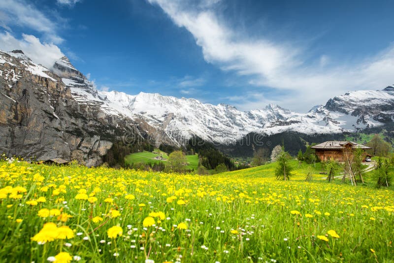 Krajobraz żółci kwiatów pola w Szwajcaria