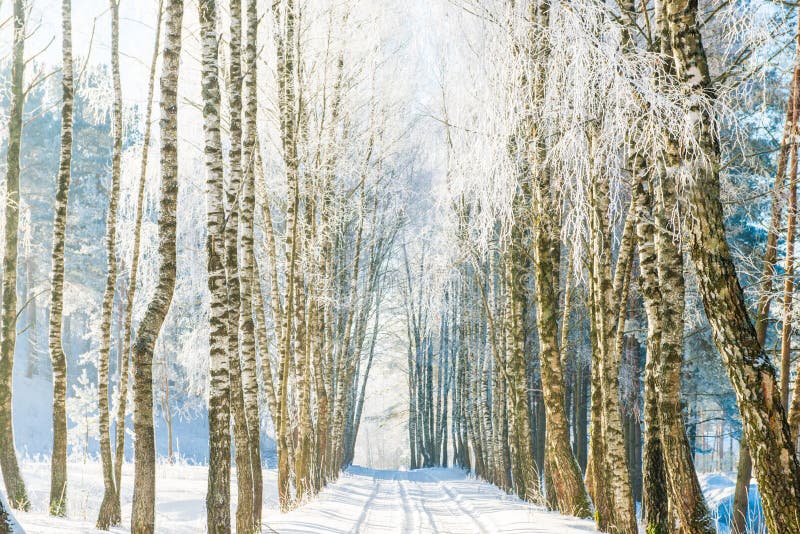 Krajobrazowa droga w zimie, marznący brzoz drzewa