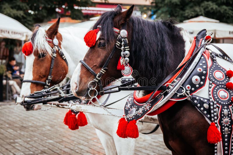 Krakow, Poland - 19th October 2016. Closeup of a pair of horses stock photo Krakow, Poland - 19th October 2016. Closeup of a pair of horses stock photo