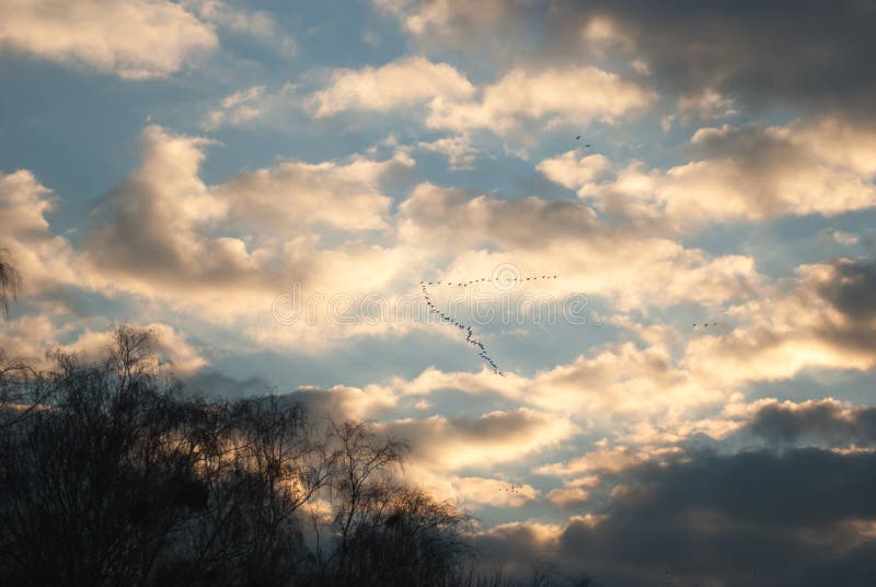 Kranar som flyger i avståndet mot himlen fotografering för bildbyråer Kranar som flyger i avståndet mot himlen fotografering för bildbyråer