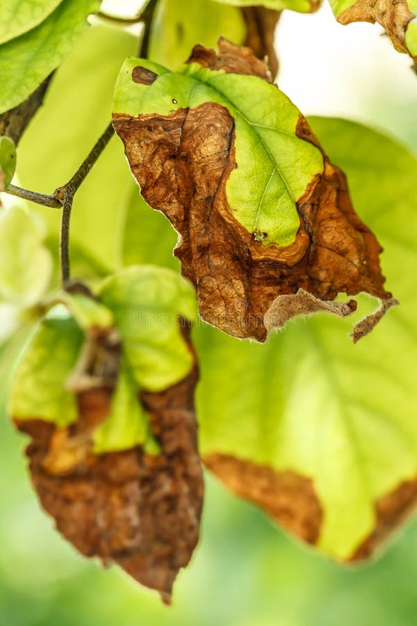 Krankheit von Obstbäumen stockbild. Bild von bäume, frucht 42108081