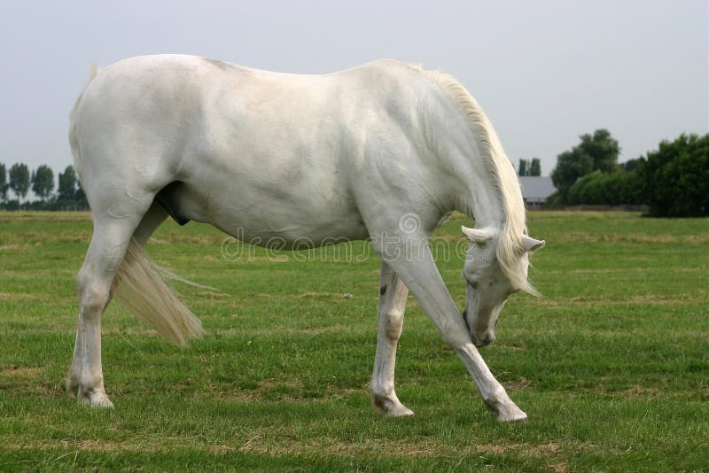 Krassend grijs paard stock fotografie Krassend grijs paard stock fotografie