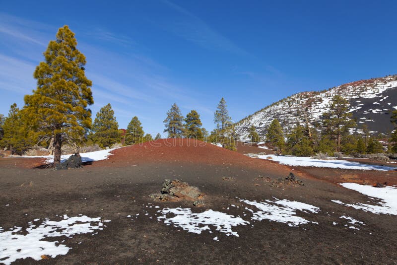 Pine trees growing in the lava field at Sunset Crater volcano in Flagstaff, Arizona. Pine trees growing in the lava field at Sunset Crater volcano in Flagstaff, Arizona