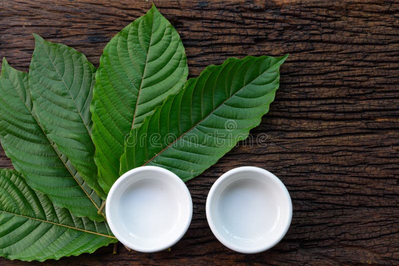 Kratom Mitragyna speciosa Mitragynine leaves with empty white ceramic bowls on wooden royalty free stock image Kratom Mitragyna speciosa Mitragynine leaves with empty white ceramic bowls on wooden royalty free stock image