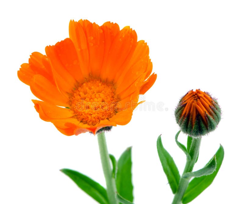 Kräuter Ringelblume weiß lizenzfreies stockfoto