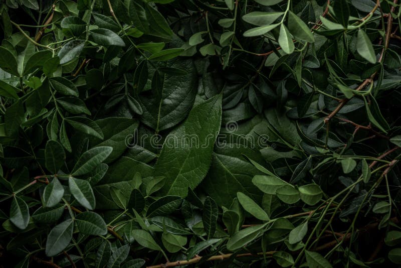 Kreatives Layout aus grünen Blättern Flachlage Naturkonzept stockbild