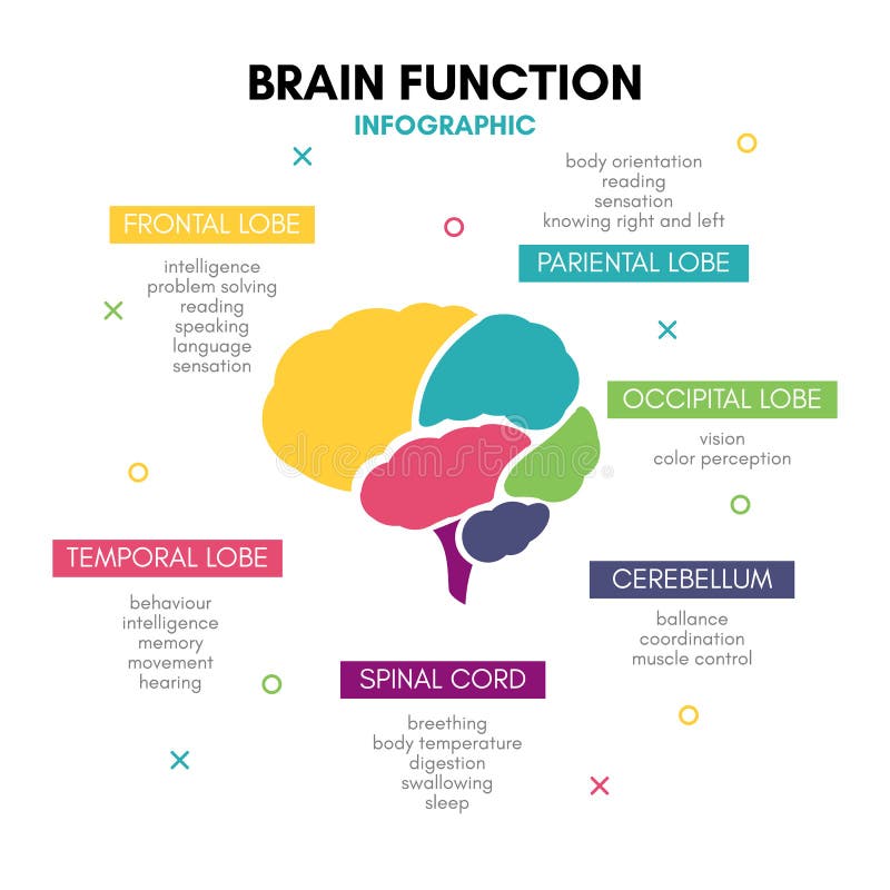 Kreatywnie ludzkiego mózg pojęcia lobe infographic umysł