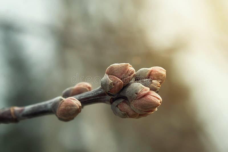 Kreide mit den Knospen Das Frühlingslicht ist sonnig stockfoto Kreide mit den Knospen Das Frühlingslicht ist sonnig stockfoto