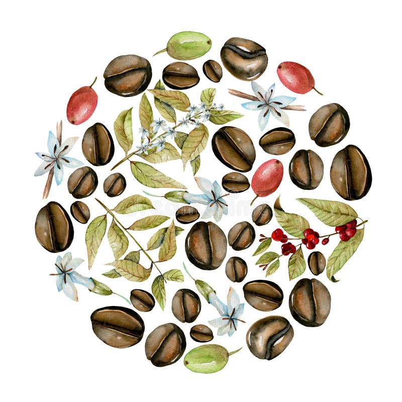 Kreisen Sie Illustration von den Aquarellkaffeeniederlassungen, -blumen und -bohnen in verschiedenen Stadien der Reifung ein vektor abbildung Kreisen Sie Illustration von den Aquarellkaffeeniederlassungen, -blumen und -bohnen in verschiedenen Stadien der Reifung ein vektor abbildung