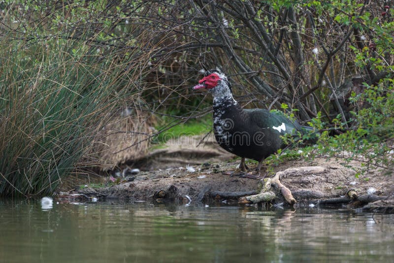 Creole duck in a lake in the center of Spain. Creole duck in a lake in the center of Spain