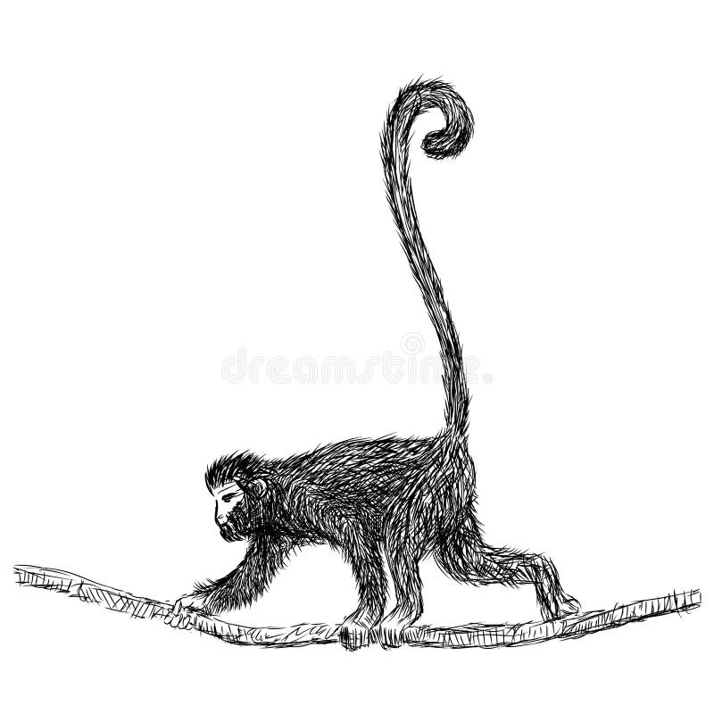 Kreskowy rysunek Gibbon - Wektorowa ilustracja royalty ilustracja Kreskowy rysunek Gibbon - Wektorowa ilustracja royalty ilustracja