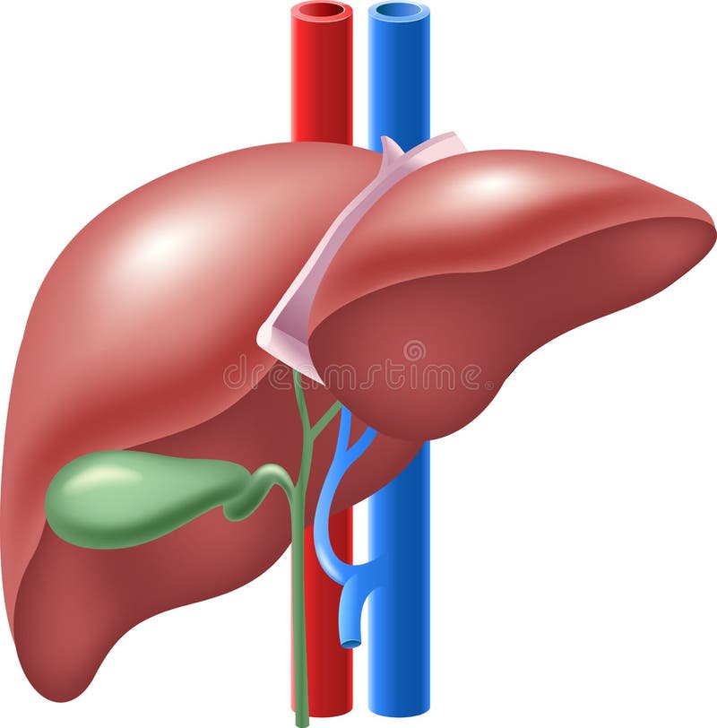 Kreskówki ilustracja Ludzka wątróbka i Gallbladder ilustracji Kreskówki ilustracja Ludzka wątróbka i Gallbladder ilustracji