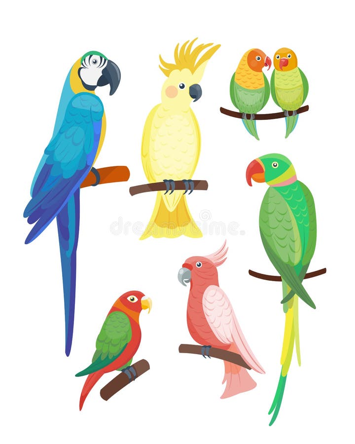 Kreskówki tropikalnego papuziego dzikiego zwierzęcia przyrody piórka zoo koloru ptasia wektorowa ilustracyjna natura żywa ilustracji Kreskówki tropikalnego papuziego dzikiego zwierzęcia przyrody piórka zoo koloru ptasia wektorowa ilustracyjna natura żywa ilustracji