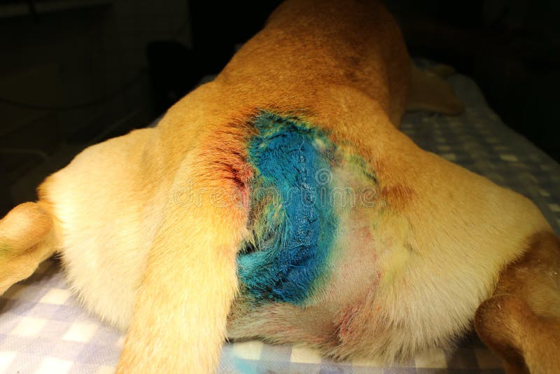 Perineal Hernie durch Hund stockbild. Bild von tabelle 45958997