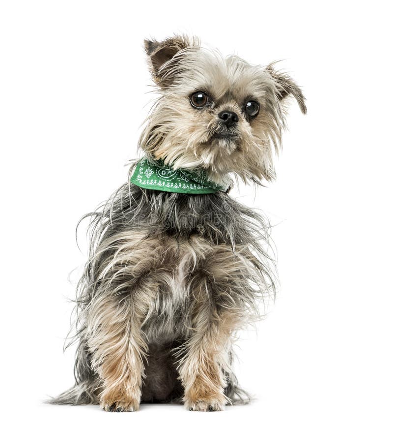 Kreuzen Sie Hund mit dem Bandanasitzen, lokalisiert auf Weiß stockfotografie