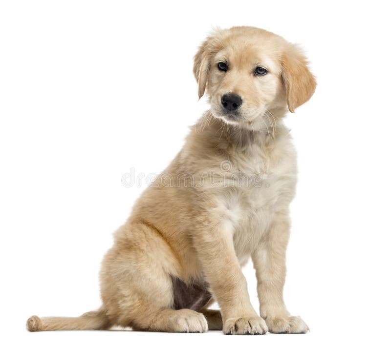 Kreuzen Sie Labrador-Welpen, 2 Monate alte, lokalisiert auf Weiß stockfoto