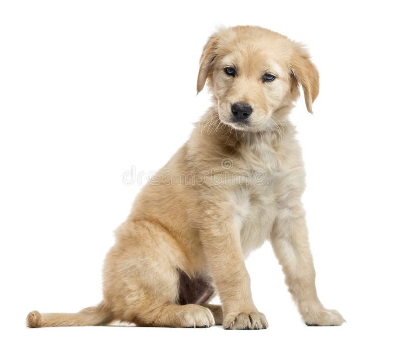 Kreuzen Sie Labrador-Welpen, 2 Monate alte, lokalisiert auf Weiß lizenzfreies stockbild