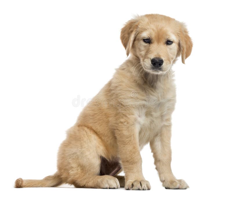Kreuzen Sie Labrador-Welpen, 2 Monate alte, lokalisiert auf Weiß lizenzfreies stockbild