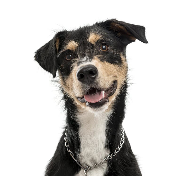 Kreuzungshund lokalisiert auf Weiß stockfoto
